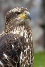 Black chested buzzard, Geranoaetus melanoleucus, Immature female perched on a tree, Close-up,