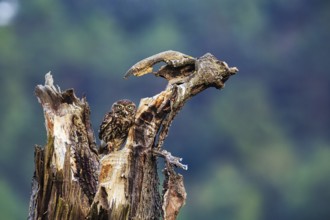 Little owl (Athene noctua) sitting on dead wood, prey in its beak, Höxter, Weserbergland, North