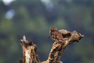 Little owl (Athene noctua) sitting on dead wood, Höxter, Weserbergland, North Rhine-Westphalia,