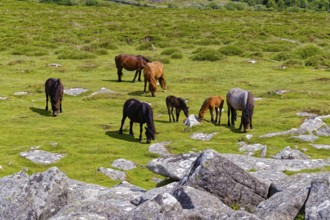 Horses in the grassland around the Top Tor rock hill in Dartmoor National Park in the British