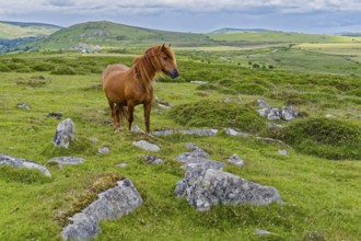 A horse in the grassland around the Top Tor rock hill in Dartmoor National Park in the British
