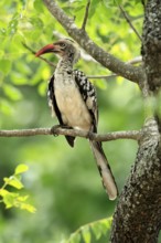 Mopanetoko (Tockus rufirostris), Southern Red-billed Hornbill, adult, on tree, alert, Kruger,