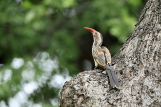 Mopanetoko (Tockus rufirostris), Southern Red-billed Hornbill, adult, on tree, alert, at breeding