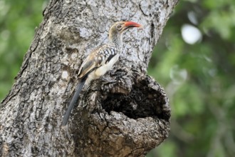 Mopanetoko (Tockus rufirostris), Southern Red-billed Hornbill, adult, on tree, alert, at breeding