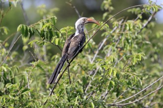 Mopanetoko (Tockus rufirostris), Southern Red-billed Hornbill, adult, on tree, alert, Kruger,