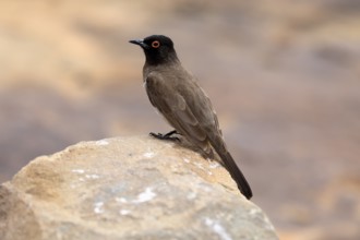 Masked Bulbul (Pycnonotus nigricans), adult, alert, on rocks, Mountain Zebra National Park, South