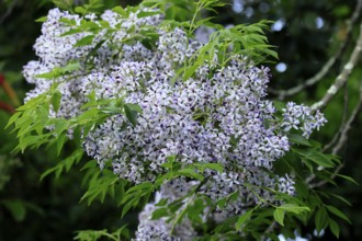 Cedrach tree (Melia azedarach), flower, in bloom, Kirstenbosch Botanical Gardens, Cape Town, South