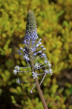 Blue mountain lily, Merwilla plumbea, flower, flowering, Kirstenbosch Botanical Gardens, Cape Town,