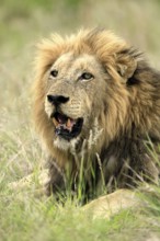 Lion (Panthera leo), male, portrait, alert, Kruger, Kruger National Park, South Africa