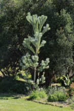 Silver tree (Leucadendron argenteum), flowering, flowers, Kirstenbosch Botanical Gardens, Cape