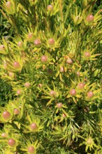 Silver tree (Leucadendron salignum), flowering, flowers, Kirstenbosch Botanical Gardens, Cape Town,
