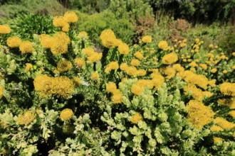 Pincushion protea (Leucospermum cordifolium), flower, in bloom, Kirstenbosch Botanical Gardens,