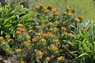 Pincushion protea (Leucospermum oleifolium), flower, in bloom, Kirstenbosch Botanical Gardens, Cape