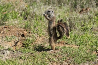 Cape bristle-thighed squirrel (Xerus inauris), adult, alert, standing upright, feeding, Mountain