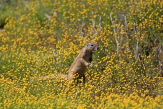 Cape bristle-necked squirrel (Xerus inauris), adult, alert, standing upright, foraging, flower