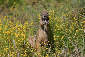 Cape bristle-thighed squirrel (Xerus inauris), adult, alert, standing upright, feeding, flower
