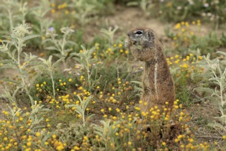 Cape bristle-thighed squirrel (Xerus inauris), adult, standing upright, feeding, flower meadow,
