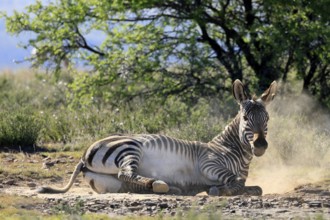 Cape Mountain Zebra (Equus zebra zebra), adult, sand bath, grooming, Mountain Zebra National Park,