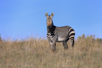 Cape Mountain Zebra (Equus zebra zebra), adult, foraging, Mountain Zebra National Park, Eastern