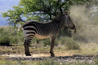 Cape Mountain Zebra (Equus zebra zebra), adult, after sand bath, Mountain Zebra National Park,