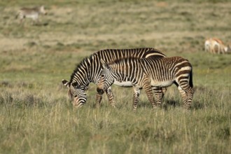 Cape Mountain Zebra (Equus zebra zebra), adult, female, mother, young, foraging, Mountain Zebra