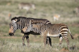 Cape Mountain Zebra (Equus zebra zebra), adult, female, mother, juvenile, social behaviour,