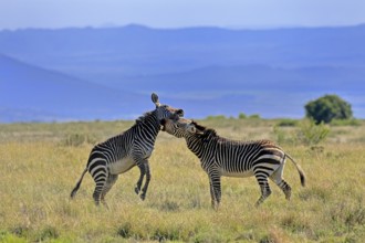 Cape Mountain Zebra (Equus zebra zebra), adult, two, fighting, social behaviour, Mountain Zebra