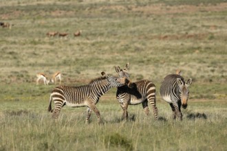 Cape Mountain Zebra (Equus zebra zebra), adult, three, group, social behaviour, foraging, Mountain