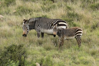 Cape Mountain Zebra (Equus zebra zebra), adult, female, mother, juvenile, social behaviour,