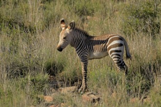 Cape Mountain Zebra (Equus zebra zebra), young animal, foraging, Mountain Zebra National Park,