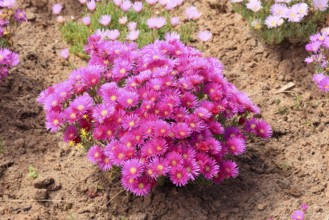 Lampranthus multiradiatus, midday flower, flowering, Karoo Desert Botanic Garden, Worcester,