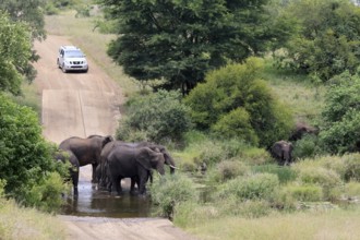 Kruger National Park, South Africa, Africa, riverbed, flooded road, landscape, African elephants,