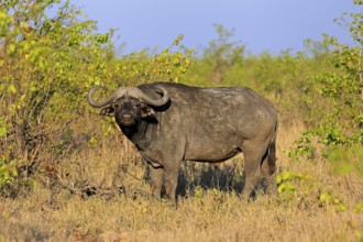 Cape buffalo (Syncerus caffer), adult, male, alert, foraging, Kruger, Kruger National Park, South