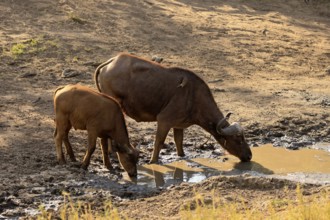 Cape buffalo (Syncerus caffer), adult, female, juvenile, drinking, water, Kruger, Kruger National