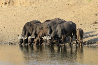 Cape buffalo (Syncerus caffer), adult, young animal, drinking, water, herd, Kruger, Kruger National