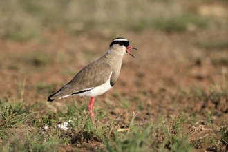 Crowned Lapwing (Vanellus coronatus) adult, alert, calling, Mountain Zebra National Park, South