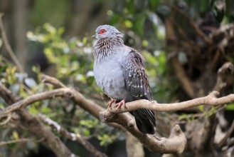 Guinea Pigeon (Columba guinea), Streak-necked Pigeon, adult, on tree, Cape Town, South Africa