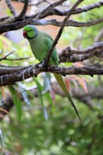 Collared Conure (Psittacula krameri), Alexander's Conure, adult male, on tree, Western Cape, South