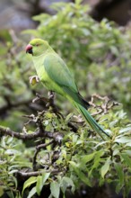 Collared Conure (Psittacula krameri), Alexander's Conure, adult, male, on tree, feeding, with food,