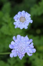 Scabiosa lucida, flower, in bloom, Kirstenbosch Botanical Gardens, Cape Town, South Africa