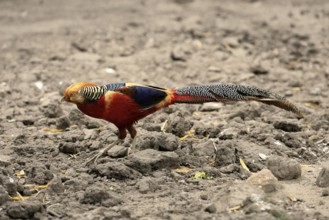 Golden Pheasant (Chrysolophus pictus), adult, male, captive, China