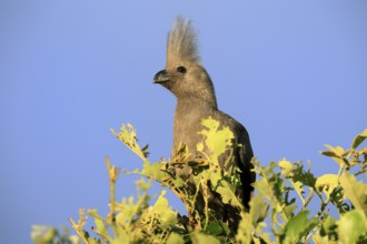 Grey Go-away-bird (Crinifer concolor), Grey Go-away-bird, adult, on tree, alert, portrait, Kruger,