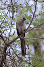 Grey Go-away-bird (Crinifer concolor), Grey Go-away-bird, adult, on tree, alert, Kruger, Kruger