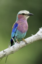 Forked Roller (Coracias caudata), adult, on guard, Kruger, Kruger National Park, South Africa
