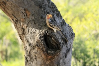 Southern Yellow-billed Hornbill (Tockus leucomelas), Red-ringed Hornbill, adult, male, at breeding