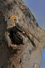 Southern Yellow-billed Hornbill (Tockus leucomelas), Red-ringed Hornbill, adult, male, at breeding