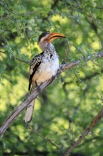 Southern Yellow-billed Hornbill (Tockus leucomelas), Red-ringed Hornbill, adult, on tree, alert,