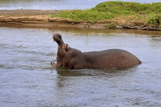 Hippopotamus (Hippopatamus amphibius), adult, in water, yawning, threatening, Kruger, Kruger