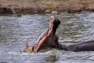 Hippopotamus (Hippopatamus amphibius), adult, in water, yawning, threatening, portrait, Kruger,
