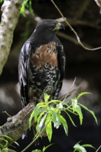 Rock Buzzard (Buteo rufofuscus), Jackal Buzzard, adult, on tree, perch, South Africa